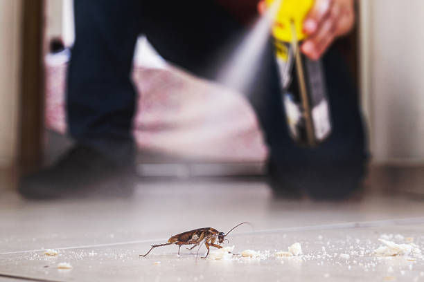 Best Local Pest Control Services  in Centennial Park, AZ